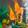 fish tank