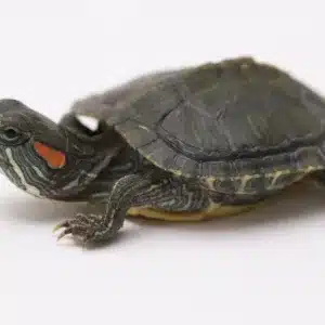 Baby Red Eared Slider Turtle in India