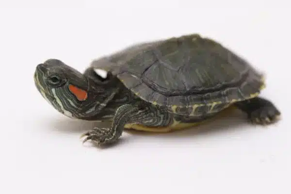 Baby Red Eared Slider Turtle in India