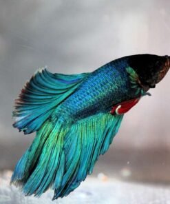 Fighting Fish Betta