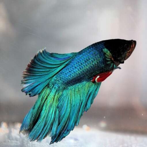 Fighting Fish Betta