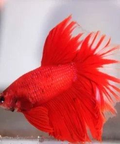 Siamese fighting fish