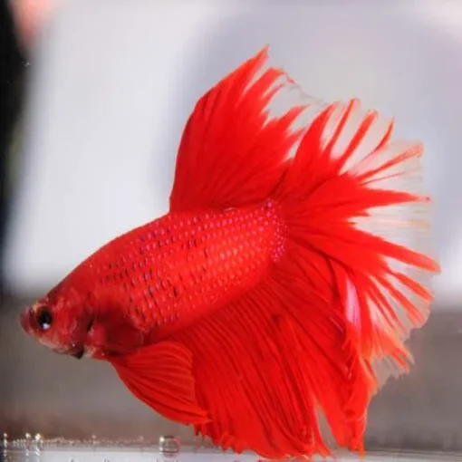 Siamese fighting fish