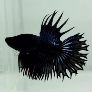 Black Crowntail Betta Fish