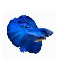 Female Betta-Royal Blue