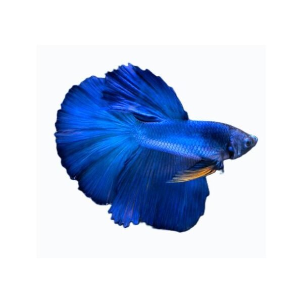 Female Betta-Royal Blue