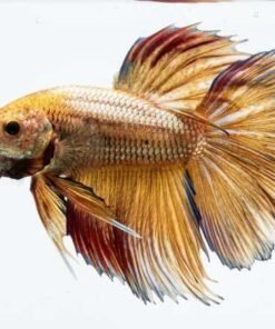 Gold Dragon Betta