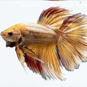 Gold Dragon Betta