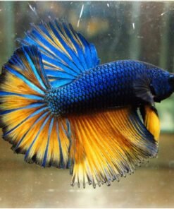Mustard Blue Fighting Betta fish