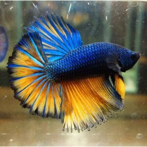 Mustard Blue Fighting Betta fish