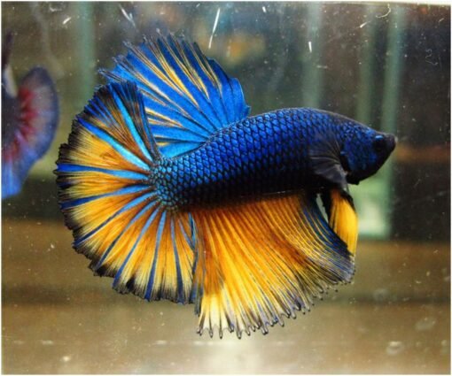 Mustard Blue Fighting Betta fish