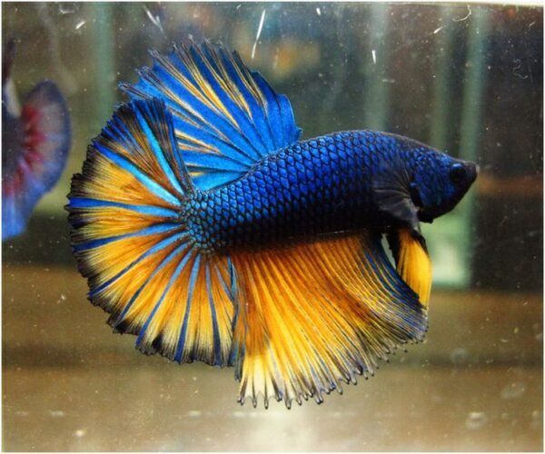 Mustard Blue Fighting Betta fish