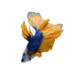 Yellow Blue Betta Fish