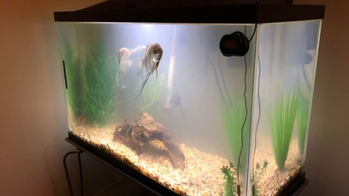 Clear Up a Cloudy Fish Tank