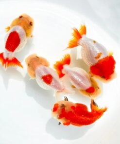 Rancho orenda goldfish