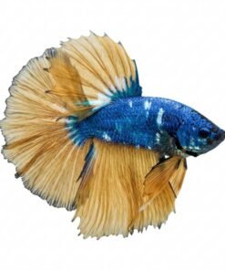 Azure Sunbeam Betta