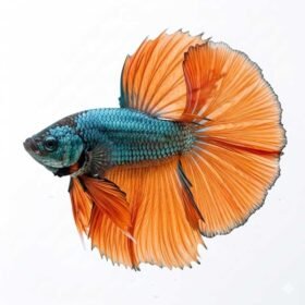 Siamese Fighting Fish Betta