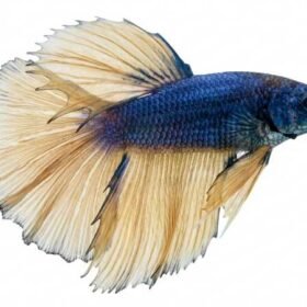 Golden Azure betta