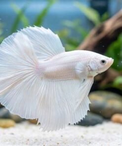 Milky White Halfmoon Betta Fish