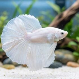 Milky White Halfmoon Betta Fish