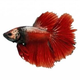 Platinum Red betta