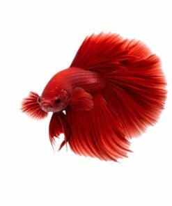 Beautiful Red Betta Male Fish