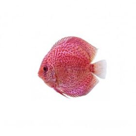 Royal Red Discus