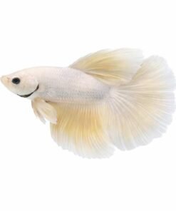Beautiful White Lemon Male Betta Fish online