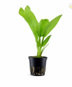 Amazon Sword Plant aquarium plant large green leaf freshwater aquatic plant