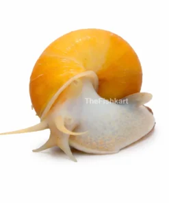 Apple Snail freshwater aquarium snail large colorful algae eating snail