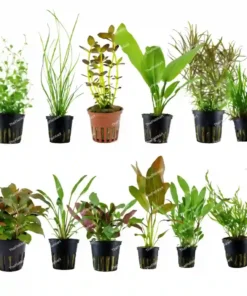 Aquarium live plants combo pack assorted freshwater plants in pots for fish tank