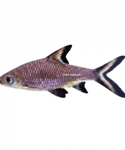Bala Shark fish silver body black fin edges freshwater aquarium fish