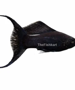 Black Molly fish solid black freshwater aquarium fish peaceful livebearer