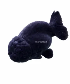 Black Oranda Goldfish premium fancy aquarium fish with black color and wen head growth