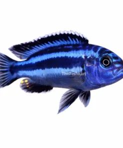 Blue auratus cichlid fish Kolkata nearby blue striped aquarium fish freshwater