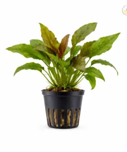 Cryptocoryne Wendtii aquarium plant midground freshwater plant hardy crypt plant