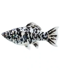 Dalmatian Molly aquarium fish with black and white spotted pattern freshwater fish