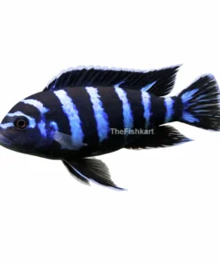 Demasoni cichlid fish Kolkata blue striped cichlid aquarium fish home delivery Kolkata