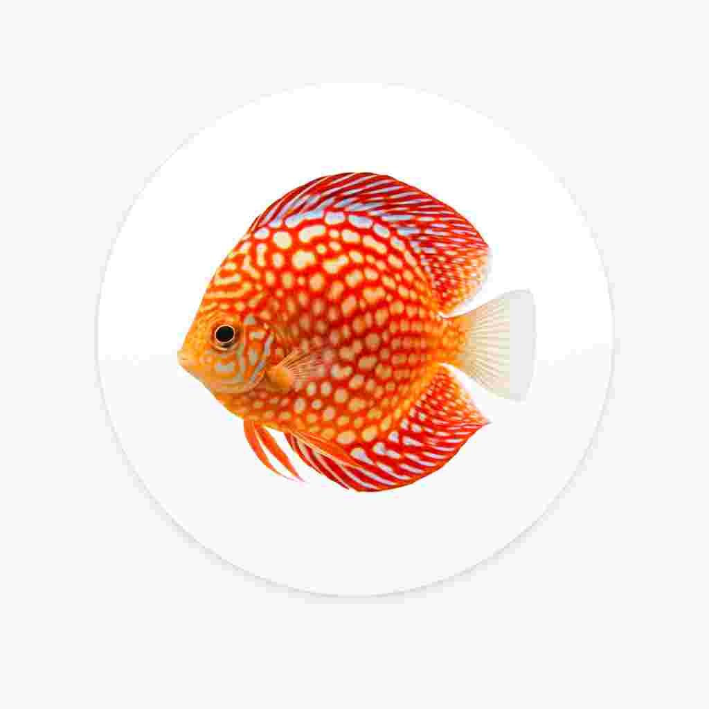 Discus