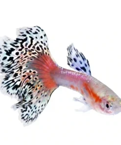 Dragon Guppy aquarium fish metallic body guppy colorful freshwater livebearer