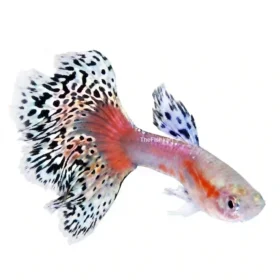 Dragon Guppy
