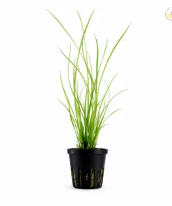Dwarf Hairgrass aquarium plant carpet foreground freshwater plant