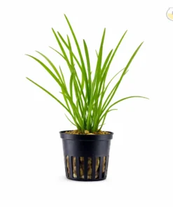 Dwarf Sagittaria aquarium plant grassy foreground freshwater plant