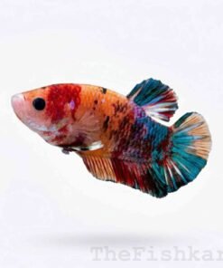 Female Plakat Betta fish with vibrant colors in aquarium close-up