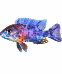 Five Color Cichlid fish Kolkata colorful cichlid aquarium fish home delivery Kolkata