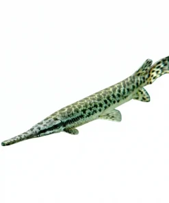 Florida Gar fish spotted body predator aquarium fish Kolkata