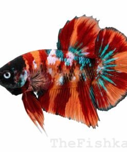 Galaxy Koi Betta Fish Premium Multi Color Male Betta