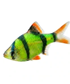Glow Tiger Barb fluorescent colorful aquarium fish Kolkata