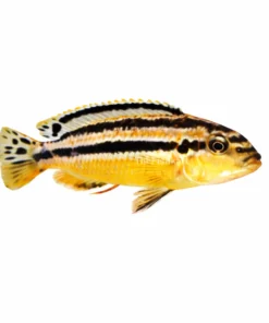 Golden Auratus cichlid fish Kolkata nearby yellow striped cichlid aquarium fish