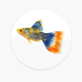 Guppy